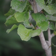 Ginkgo Leaves