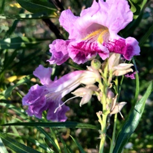 Desert willow flowers
