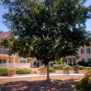 Mature Chinese Elm