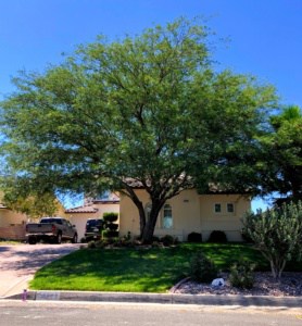 High Desert Mesquite Tree