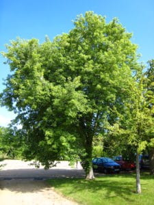 Silver Maple