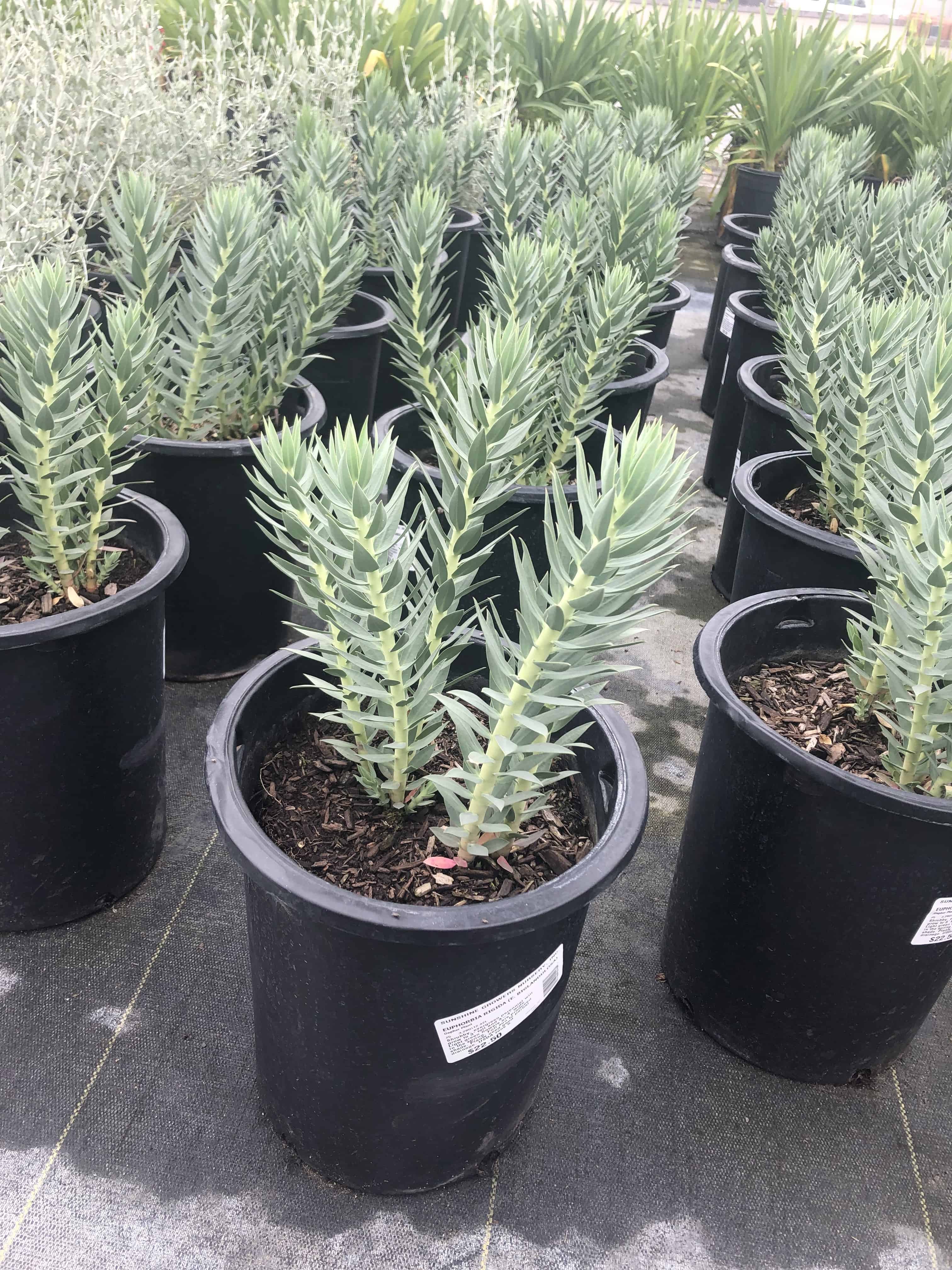 Gopher Spurge Euphorbia Rigida High Desert Nate�s