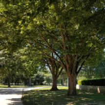 zelkova serrata