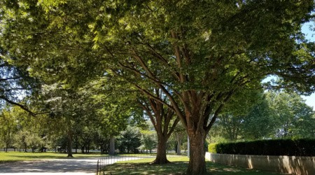 zelkova serrata