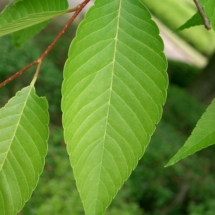 Zelkova_serrata6