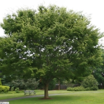 Zelkova Serrata