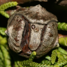 Leyland Cypress Leyland Cypress Seed