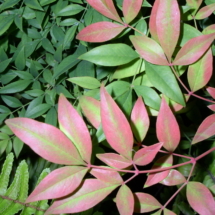 Heavenly Bamboo