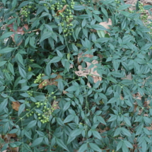 Heavenly Bamboo