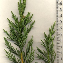 Leyland Cypress Leyland Cypress