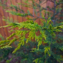 Leyland Cypress Leyland Cypress