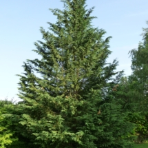 Cupressocyparis_leylandii Leyland Cypress