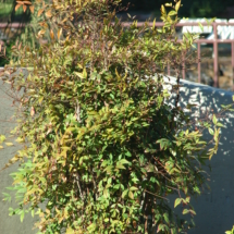 Heavenly Bamboo