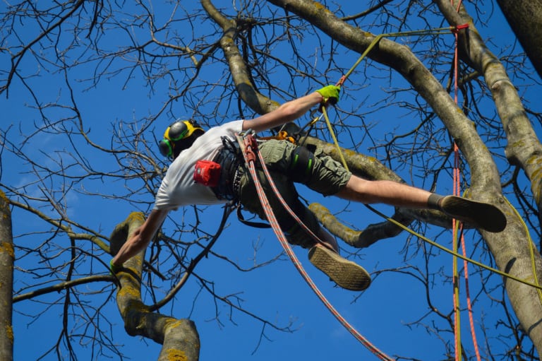 Arborist Climbing Tree with gear