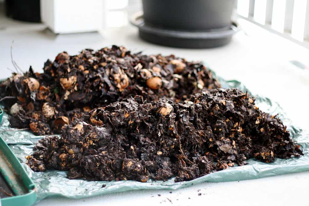 organic compost humus fungi bacteria protozoa