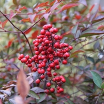 Heavenly Bamboo