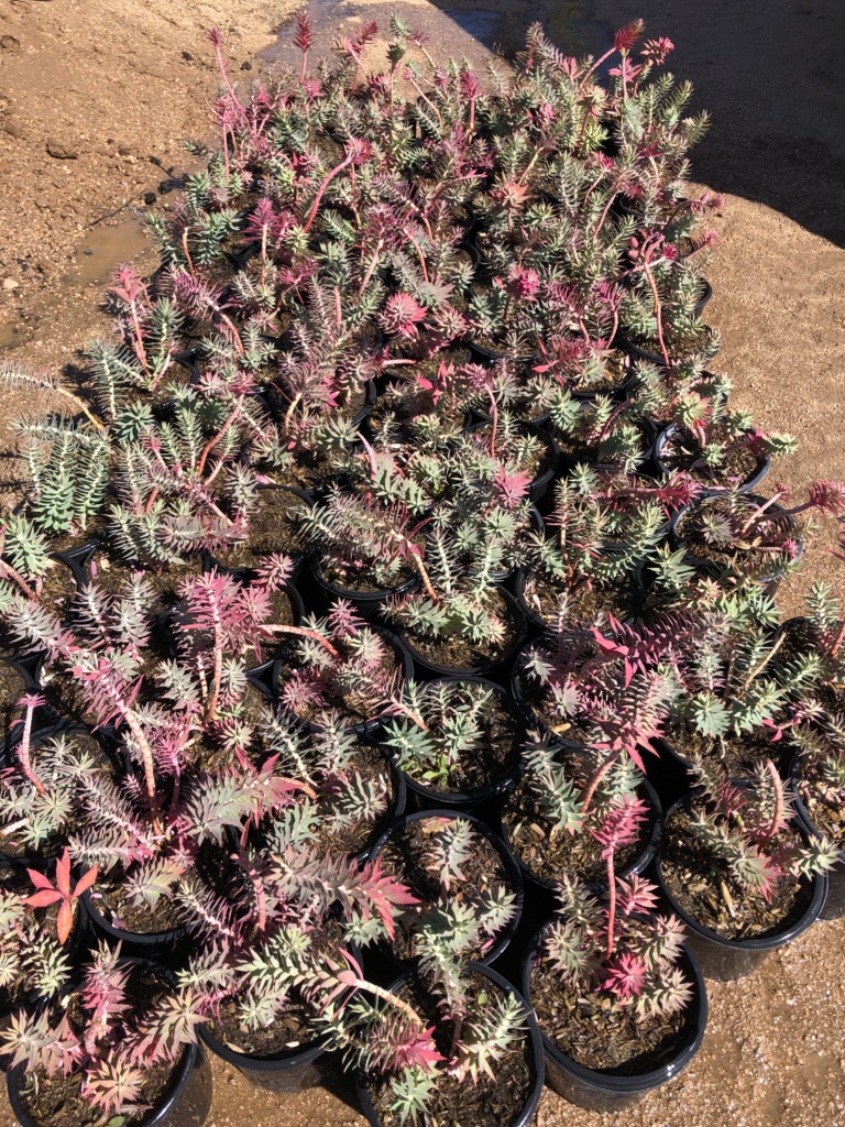 Gopher Plant Euphorbia Rigida Nate�s Nursery