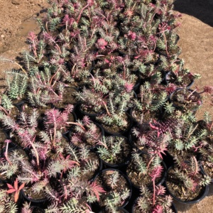 Gopher Plant euphorbia rigid spurge