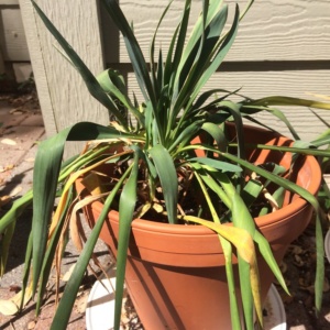 Wilted Leaves from Root Rot