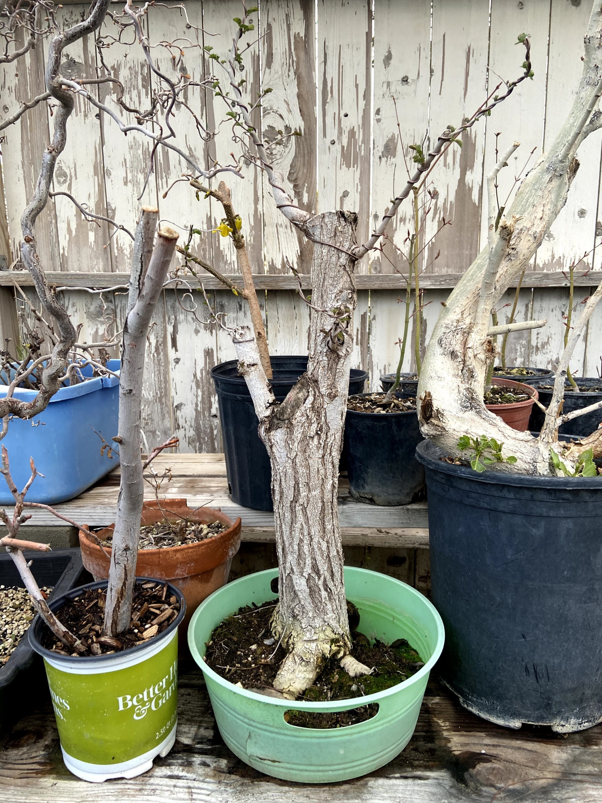 siberian elm bonsai prebonsai