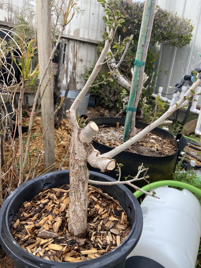 siberian elm bonsai