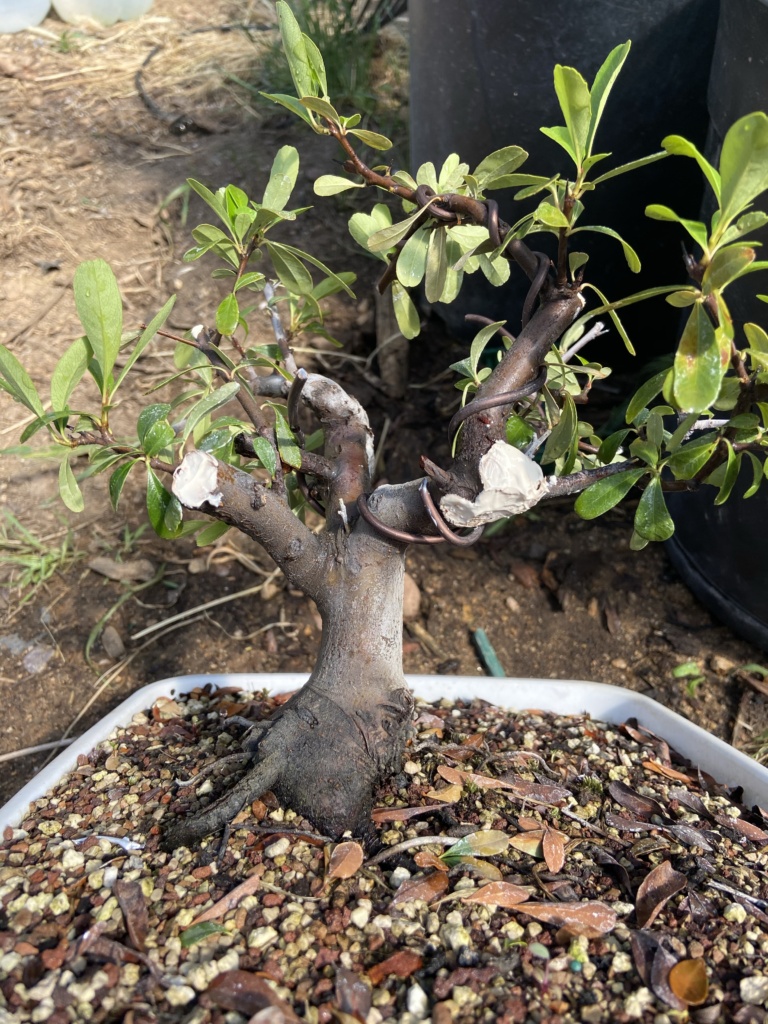 pyracantha bonsai pruning