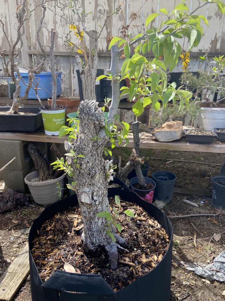 Crabapple bonsai in training