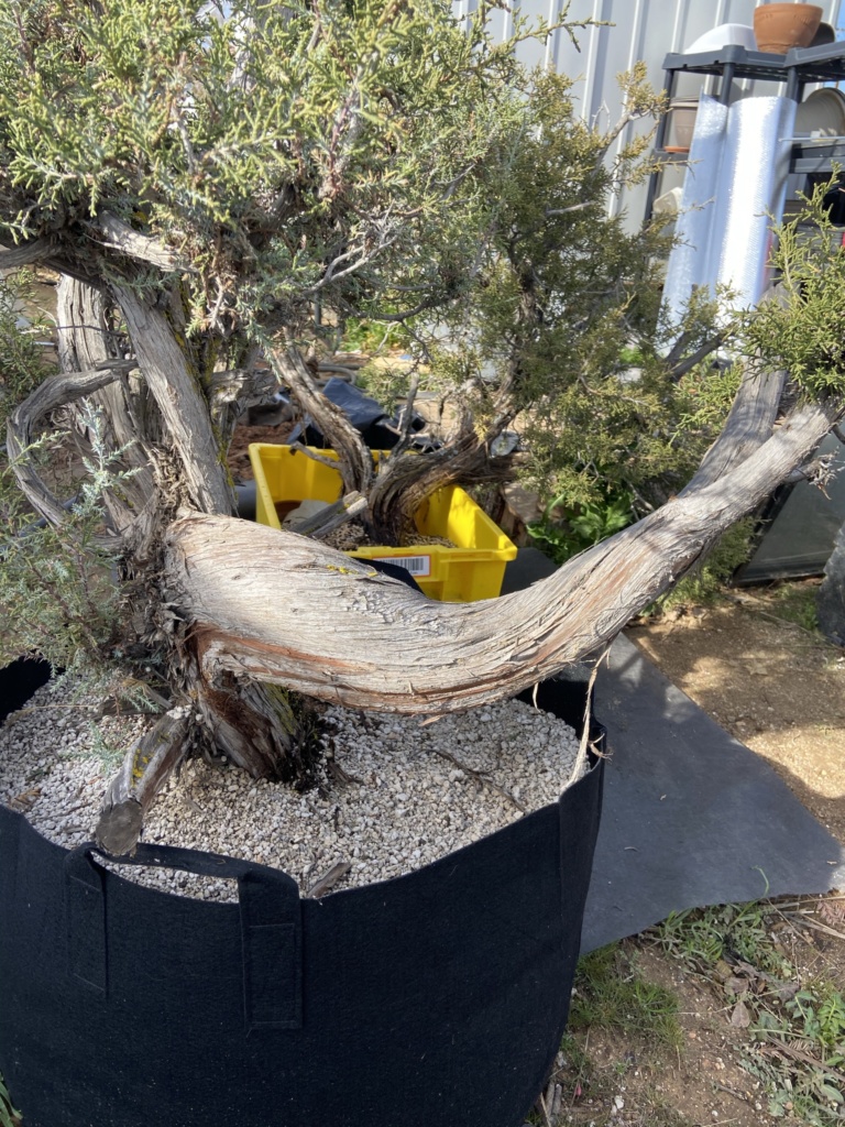 California Juniper #2