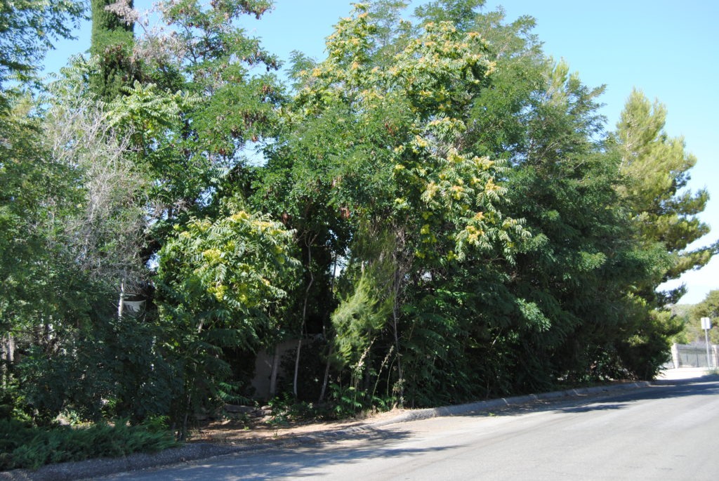 How Far Should I Plant My Trees? Nate�s Nursery