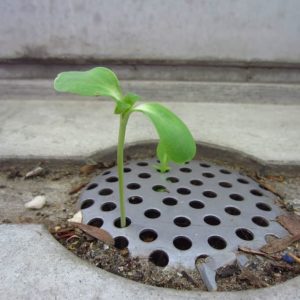 sunflower growing in drain