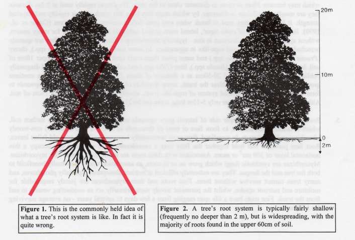 How Do Tree Roots Grow? | Research | Nate's Nursery