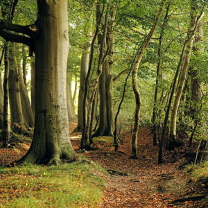 forest trees with root flare