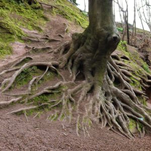 exposed tree roots