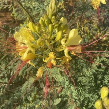 desert bird of paradise