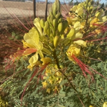 desert bird of paradise yellow flower