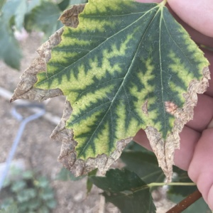 red maple manganese deficiency