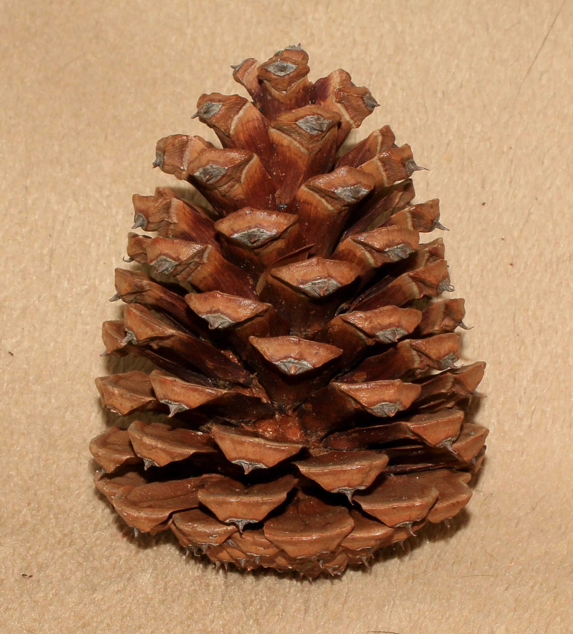 How to Identify a Tree Nate's Nursery