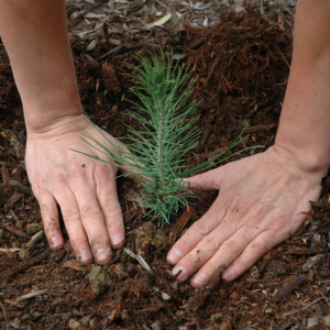 planting a small pine tree seedling instead of a large tree