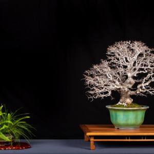 catlin elm bonsai display