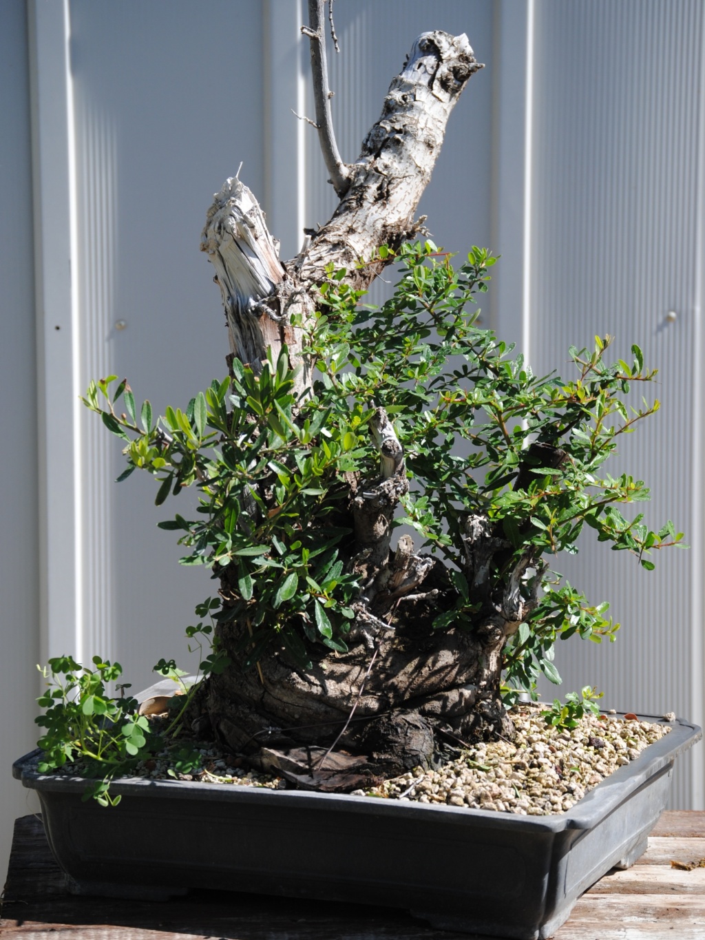 DSC_0056 Pyracantha bonsai for sale
