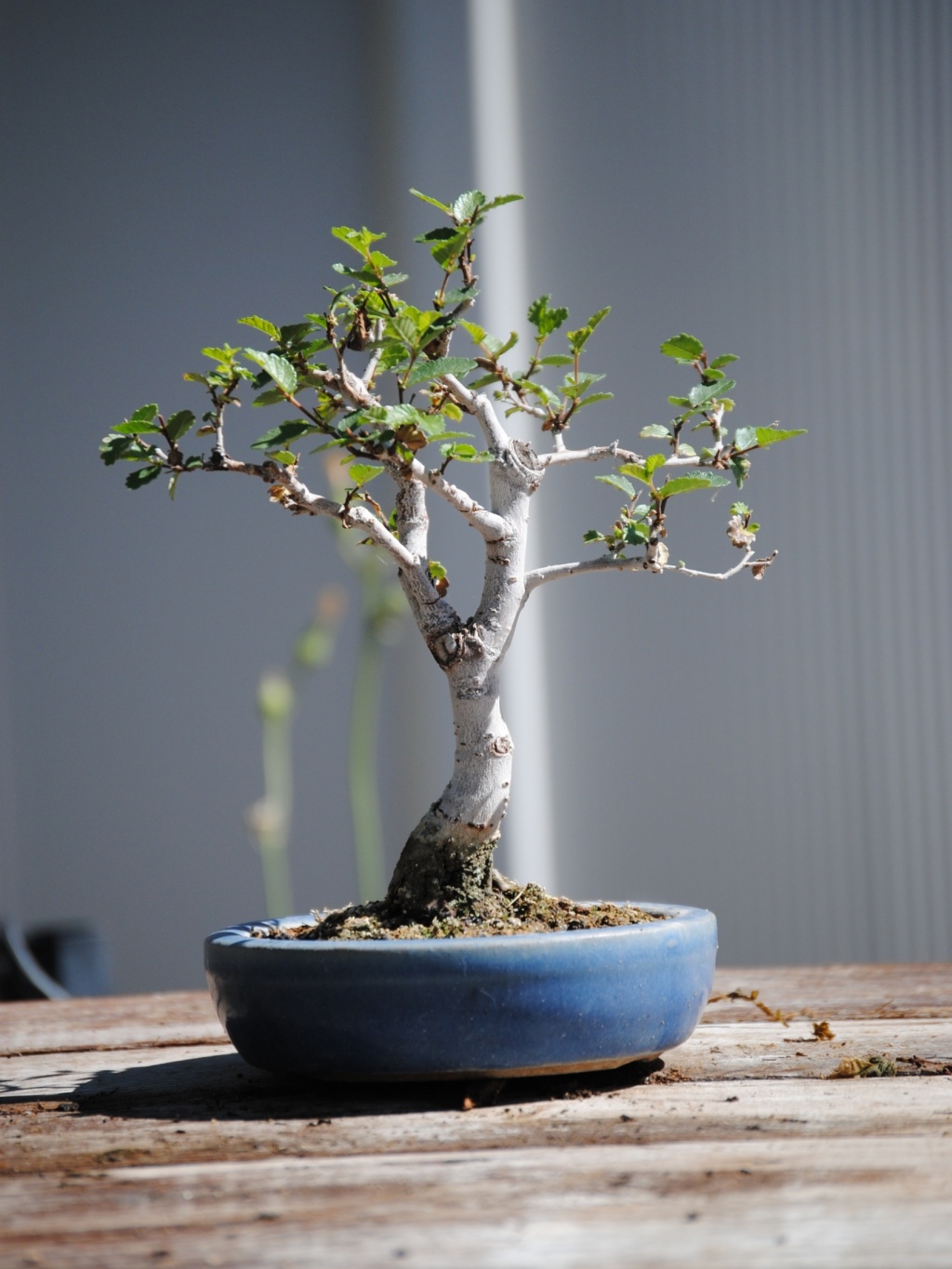 DSC_0063 chinese elm bonsai for sale