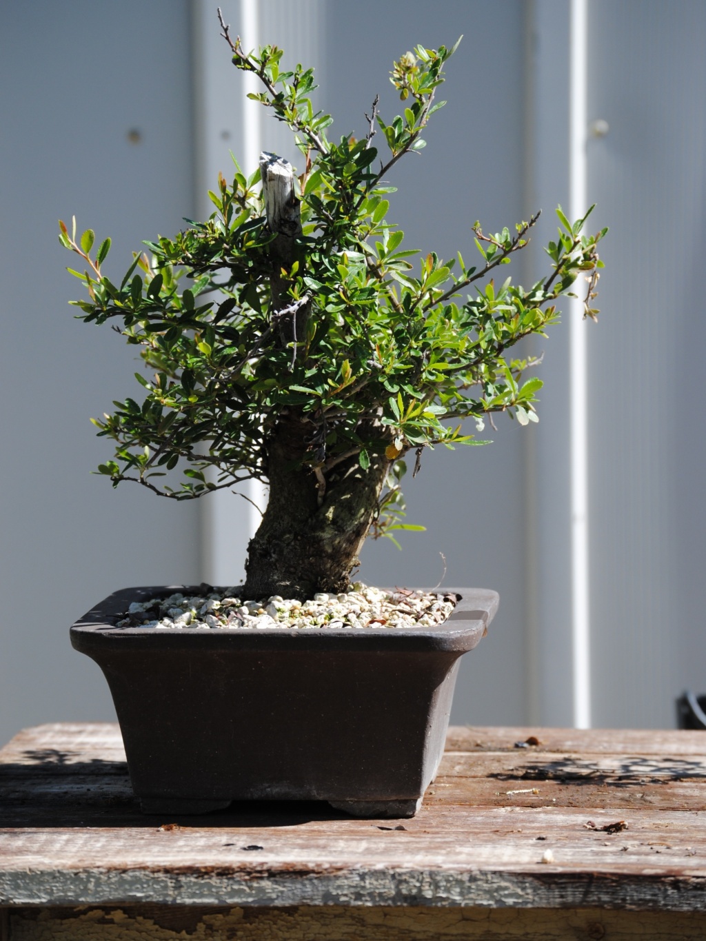 DSC_0064 pyracantha bonsai for sale