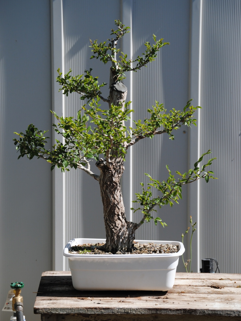 DSC_0082 Siberian Elm #1